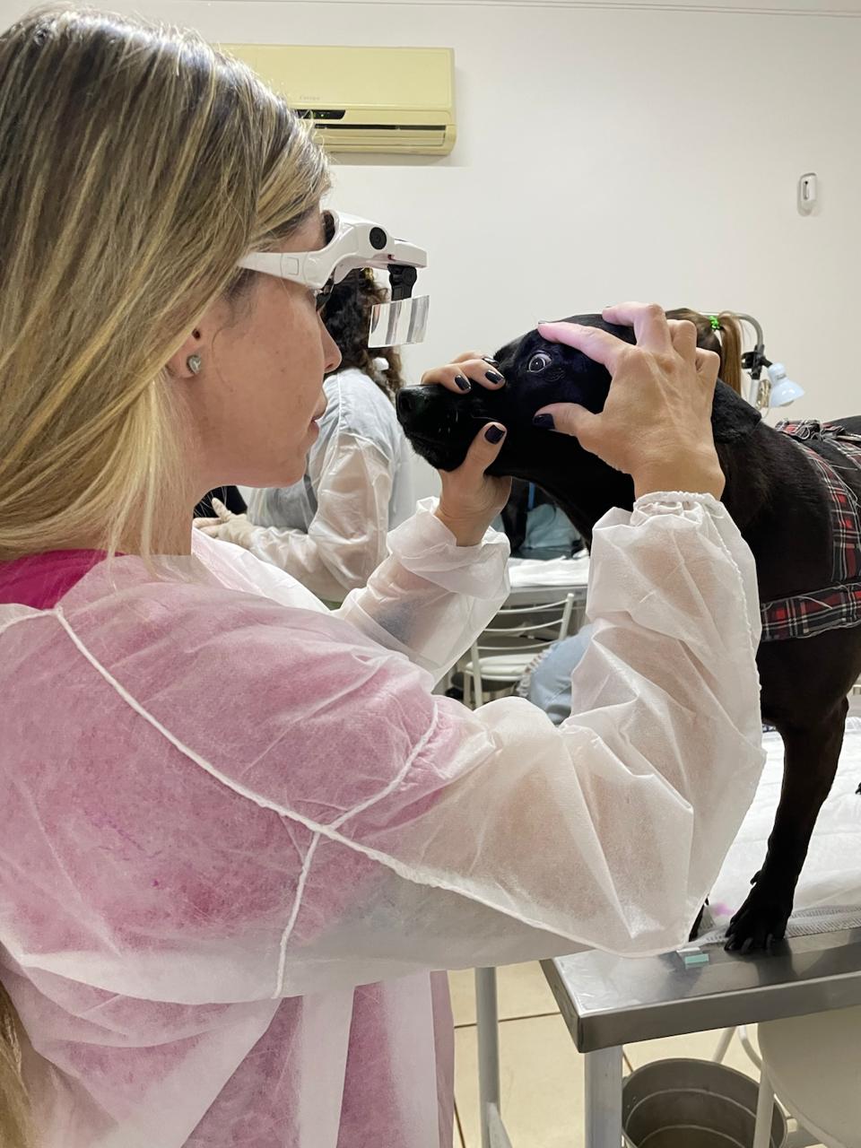 Dra. Bruna examinando o olho de um cão preto com equipamento especial