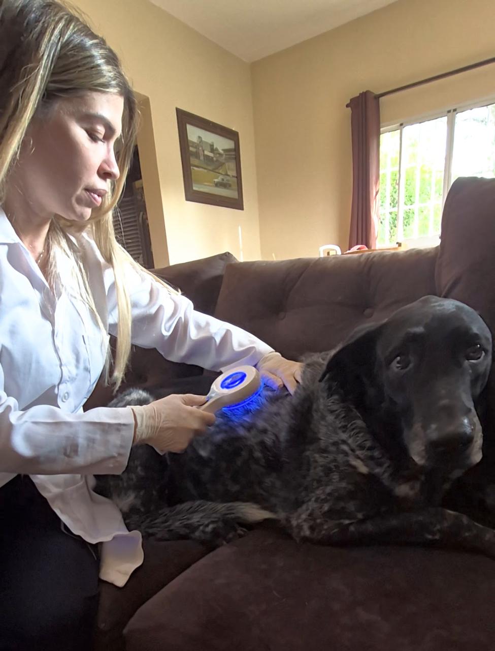 Dra. Bruna aplicando tratamento (luz azul) em um cão deitado no sofá